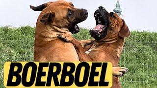 BOERBOEL - NEM játékszer!