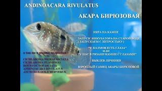 Акара Бирюзовая. От икринки до взрослой особи. Andinoacara Rivulatus