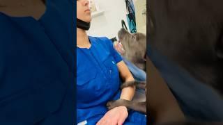 Жестокое нападение #groom #dog #animals#машина