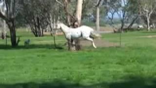 Appaloosa stallion Cayuse Chatta Lena at stud in Australia - Sportaloosa Stallion Showcase