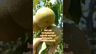  Ishonchlik koʻchatlar faqat bizda murojat qilishingiz mumkun#fruit#200k #obuna_bolishni_unutmang