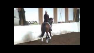 Dressage horse for sale. New service Private Premiere. Summer (Stedinger x Akzent II)