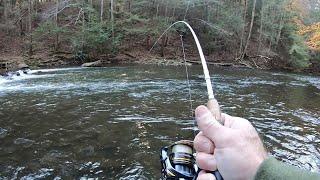 Creek Fishing for BIG TROUT! (Rainbow & Tiger Trout)