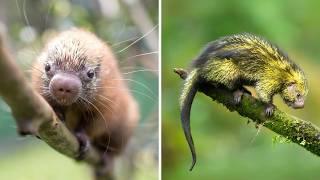 Mexican Hairy Porcupine  The CUTEST Spiky Creature!