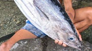 "SUTOKIL" 8Kg Tulingan or Skipjack Tuna SUGBA TINOLA KILAW! 