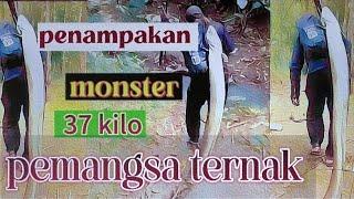 sidat monster 37 kg pemakan ternak warga