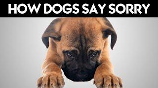 How Dogs Say Sorry!  (Might Surprise You)