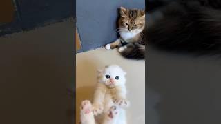 Cute angry cat compilation  #cat #kitten #cutecat