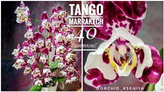 Phal. Tango (Marrakesh) 3-lips  Первое домашнее цветение шикарной орхидеи трилипс Танго (Марракеш)