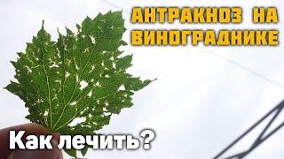 Антракноз на винограднике - Как лечить?