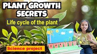 Life cycle of the plant | Plant life cycle working model | Science project | pollination