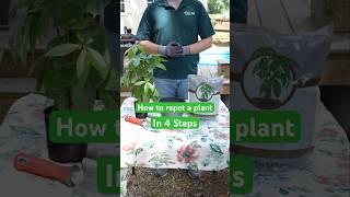 How to Repot a plant in 4 Steps - #houseplants #gardening #planttips #moneytree