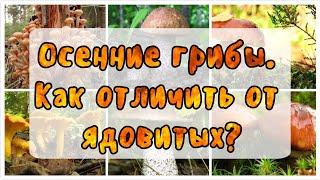 Осенние грибы как отличить от ядовитых?