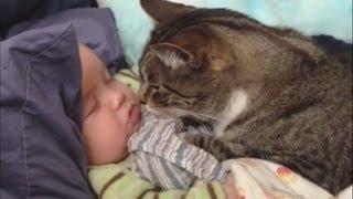 Cats Love Babies