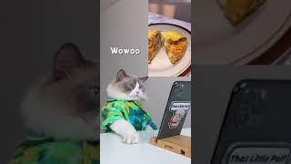 This cat loves a lot of cooking, we should learn from him