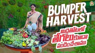 Terrace Garden Harvest/ కాదేదీ పెంచటానికి అనర్హం, అన్ని మిద్దెపై పెంచేద్దాం  @MADGARDENER