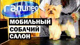 Галилео. Собачий мобильный салон  Mobile dog grooming