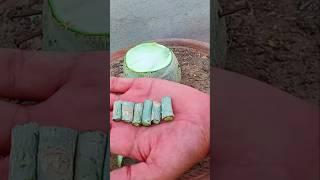 Brilliant Method To Multiple Graft On Adenium Plant | desert rose #shorts #desert #rose