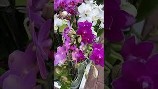 Рига.Орхидеи. Мини.Мультифлоры.Биглипы. Riga. Orchids. Mini.Multiflora.Biglips.