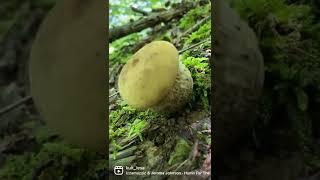 Обабки/ Leccinum