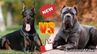 Кане корсо против Доберман. Cane Corso against Doberman. Собаки.