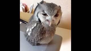 Angry Owl  #shorts #viral