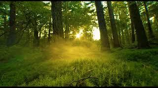 Morning Bird - Natural Wake Up - Bird Sound - Forest Sound - Positive Way To Start Your Day