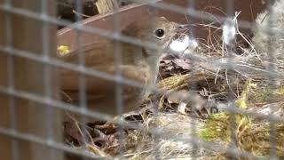 Mica Vasic - luscinia megarhynchos - der Sonnenbad ...