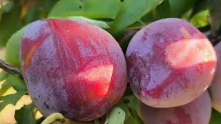 Диплоїдна слива Формоза. Plum Formoza. Сорт з високими смаковими якостями.