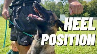 TEACHING MY PUPPY HEEL!! BELGIAN MALINOIS TRAINING // ANDY KRUEGER