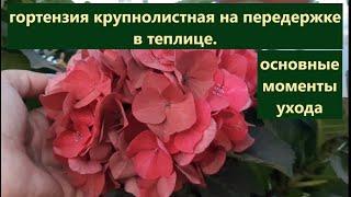 Гортензии крупнолистные в теплице на передержке. Как ухаживать и готовить к зимовке?