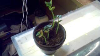Rabbit poop, plant experiment.