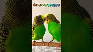 Budgie fun time