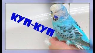 ЛИЛУ СТАЛО ЛУЧШЕ! ТОПА КУПАЕТСЯ! ШПИЦ И ВОЛНИСТЫЙ ПОПУГАЙ!