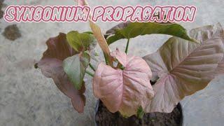 How to Propagate Syngonium Pink | Growing Syngonium in Soil from Cutting Propagation