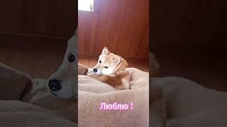 обожаю!!! #shiba #shorts