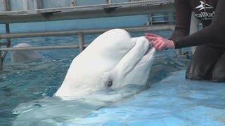 Children at Boys and Girls Club visited with beluga whales at SeaWorld San Antonio