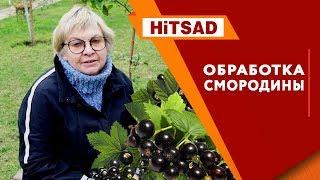 Обработка смородины  ️ обработка сада на зиму