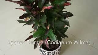 Кротон Вилма (Codiaeum Wilma) - красочное растение, напоминающее радугу