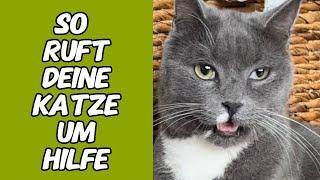 Körperliche Merkmale bei Katzen