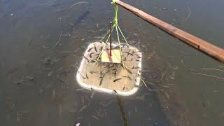 Menangkap banyak ikan pakai alat sederhana#fishing #fish