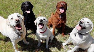 Labrador Puppy Reunites With Her Family!!