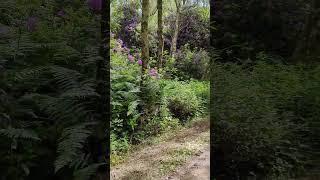 Whitegate Way Rhododendrons. #nature