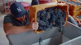 Study Viticulture at TAFE SA