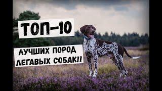 ТОП-10 ЛУЧШИХ ПОРОД ЛЕГАВЫХ СОБАК!! #Собаки #Охота #Охотничьи_собаки #Животные #легавая #порода