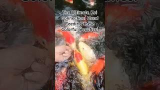 The Ultimate Koi Connection: Hand Feeding these Colorful Beauties! #koi #fish