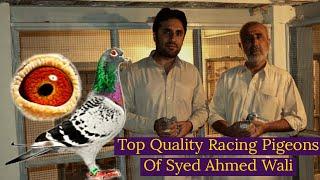 Best Quality Racing Pigeons Of Syed Ahmed Wali's Loft