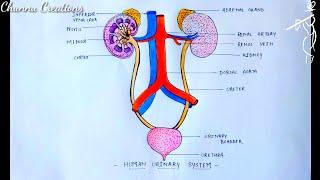 How to draw Human Urinary System step by step ...Human Urinary System Diagram