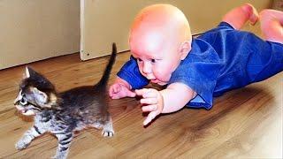 Most Funny Animal and Baby Playing Together - Funny Baby and Pets Video