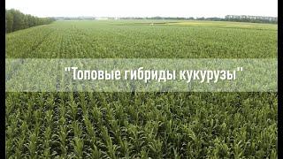 Топовые гибриды кукурузы